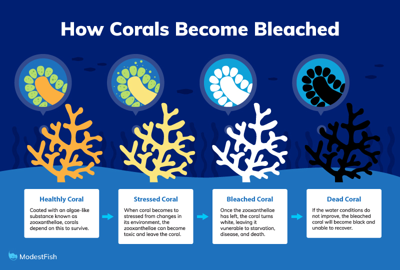 Image Coral Bleaching Graphic