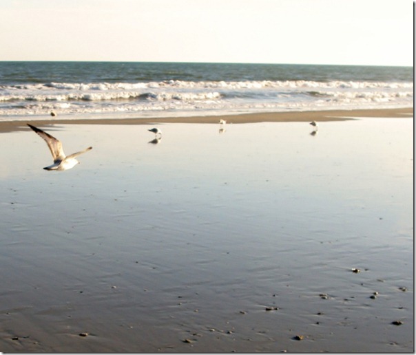 Photo of non-Hitchcockian seagulls