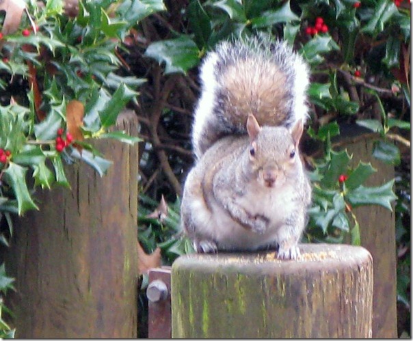 Photo Ed took of gravitationally challenged squirrel
