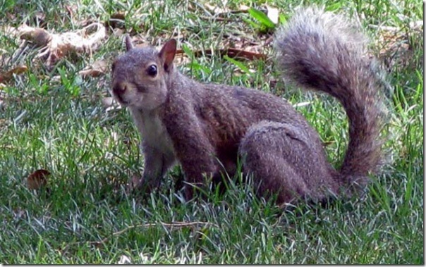Photo of Beignet the Scripting Squirrel