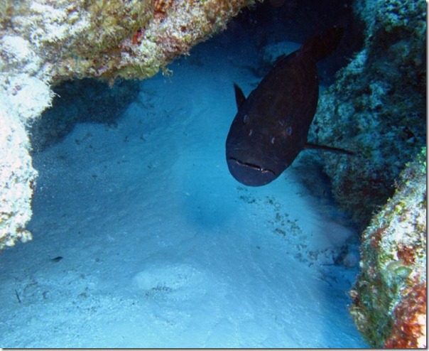 Photo of giant grouper